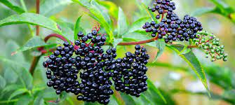 Elderberries: The Immune-Boosting Berry with Ancient Roots